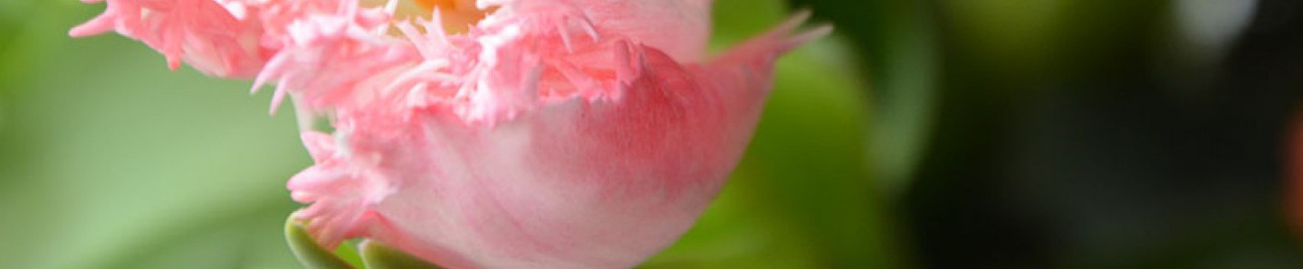 Musiktherapie und Psychotherapie